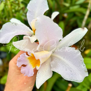 Rlc. Diego Pink Puff — Palmer Orchids
